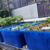 Mô hình Aquaponics 7 khay rau sân thượng