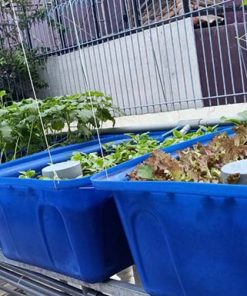 Mô hình Aquaponics 7 khay rau sân thượng