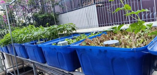 Mô hình Aquaponics 7 khay rau sân thượng