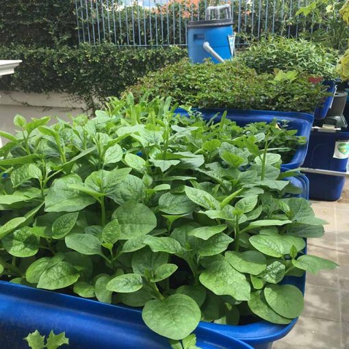 Mô hình Aquaponics 7 khay rau sân thượng