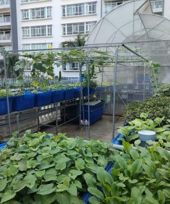 Mô hình Aquaponics 7 khay rau sân thượng