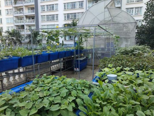 Mô hình Aquaponics 7 khay rau sân thượng