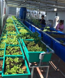 Mô hình Aquaponics 7 khay rau sân thượng