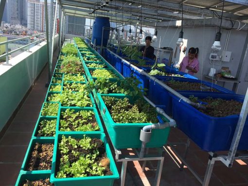 Mô hình Aquaponics 7 khay rau sân thượng