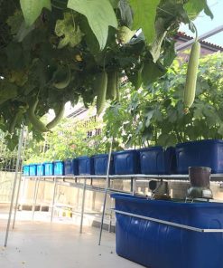 Mô hình Aquaponics 7 khay rau sân thượng