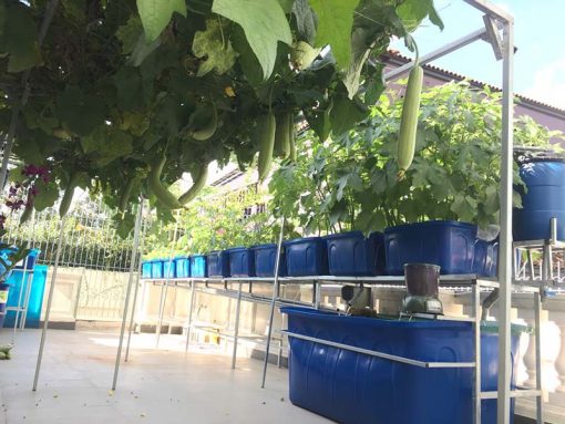 Mô hình Aquaponics 7 khay rau sân thượng