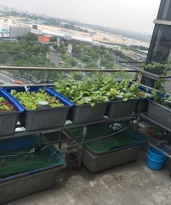 Mô hình Aquaponics 5 khay rau 50 lít