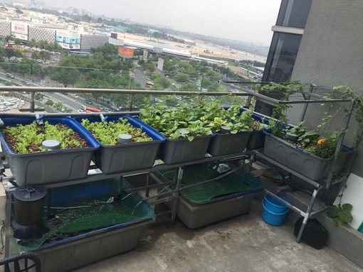 Mô hình Aquaponics 5 khay rau 50 lít