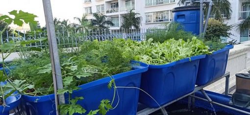 Mô hình Aquaponics 5 khay rau 50 lít