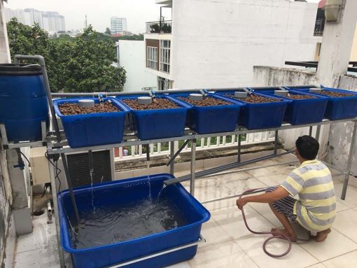 Mô hình Aquaponics 5 khay rau 50 lít