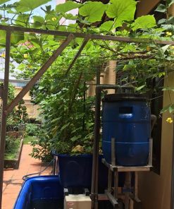 Mô hình Aquaponics 5 khay rau 50 lít