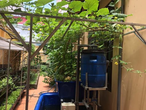 Mô hình Aquaponics 5 khay rau 50 lít