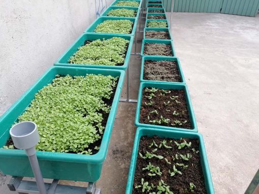 Bô kệ 2 tầng trồng rau thông minh