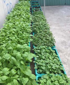 Bô kệ 2 tầng trồng rau thông minh