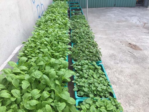 Bô kệ 2 tầng trồng rau thông minh