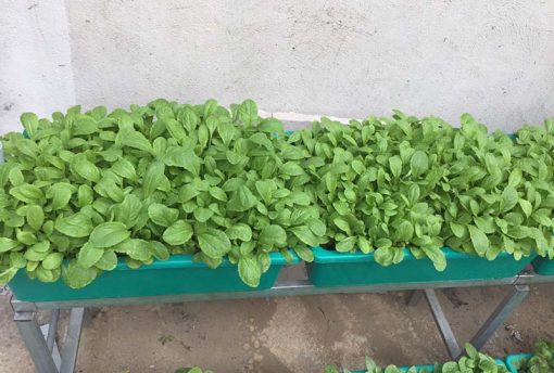 Bô kệ 2 tầng trồng rau thông minh