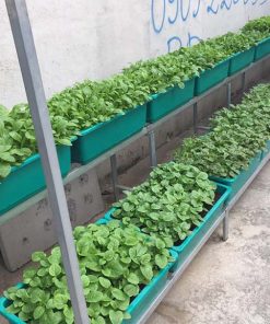 Bô kệ 2 tầng trồng rau thông minh