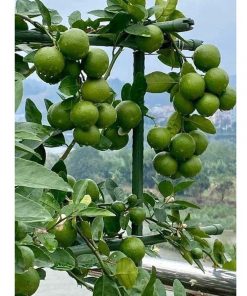 Cây giống chanh tứ quý