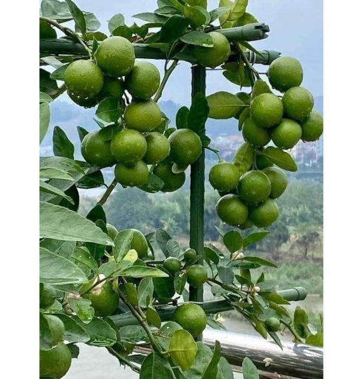 Cây giống chanh tứ quý
