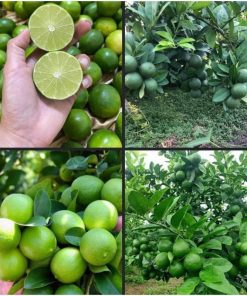 Cây giống chanh tứ quý