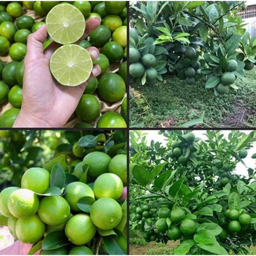 Cây giống chanh tứ quý