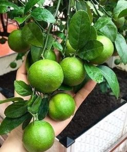 Cây giống chanh tứ quý