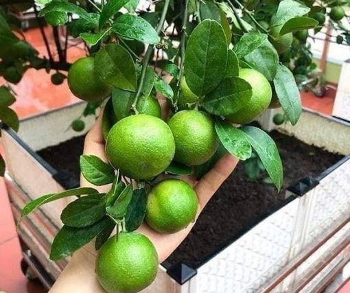 Cây giống chanh tứ quý