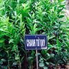 Cây giống chanh tứ quý