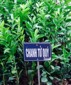 Cây giống chanh tứ quý