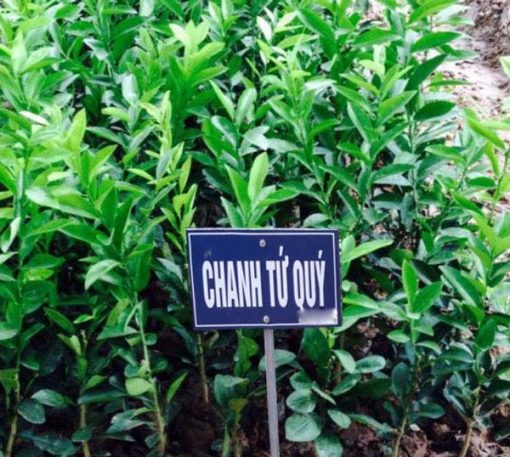 Cây giống chanh tứ quý