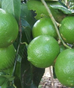 Cây giống chanh tứ quý