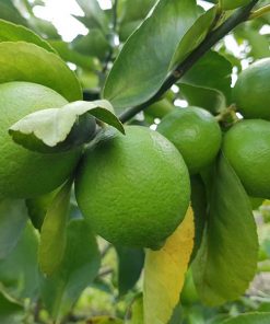 Cây giống chanh tứ quý