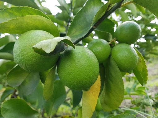 Cây giống chanh tứ quý