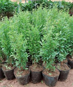 Cây giống lựu đỏ Ấn Độ