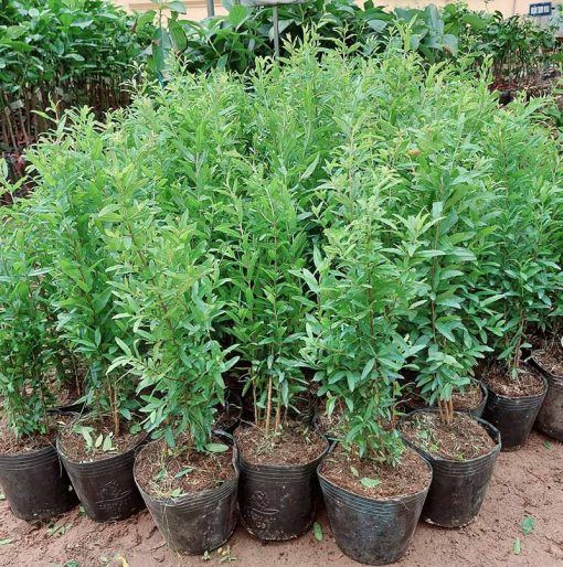 Cây giống lựu đỏ Ấn Độ