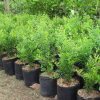 Cây giống lựu đỏ Ấn Độ