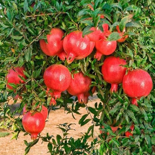 Cây giống lựu đỏ Ấn Độ