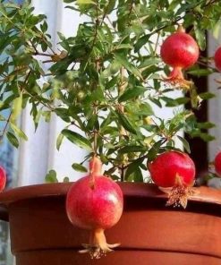 Cây giống lựu đỏ Ấn Độ