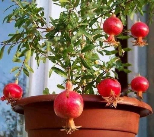 Cây giống lựu đỏ Ấn Độ