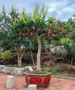 Cây giống lựu đỏ Ấn Độ