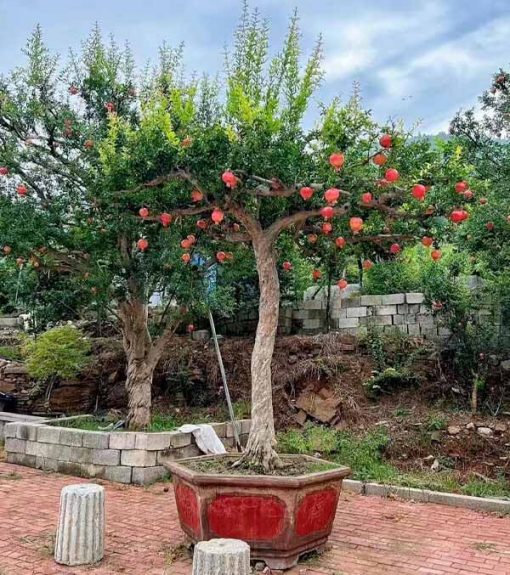 Cây giống lựu đỏ Ấn Độ