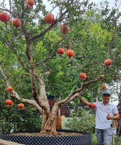 Cây giống lựu đỏ Ấn Độ