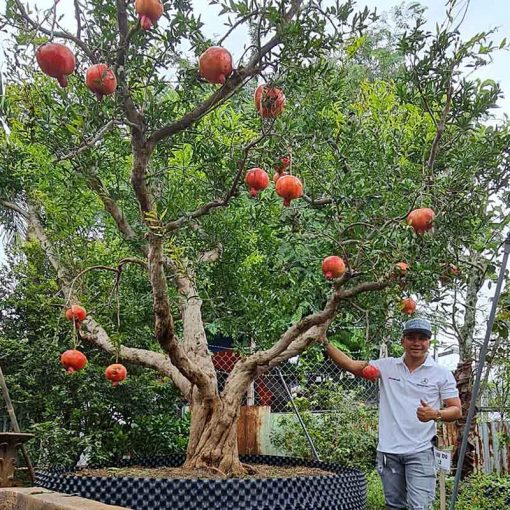 Cây giống lựu đỏ Ấn Độ