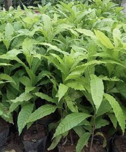 Cây giống vú sữa hoàng kim
