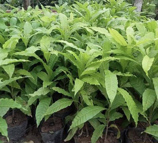 Cây giống vú sữa hoàng kim