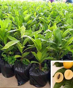 Cây giống vú sữa hoàng kim