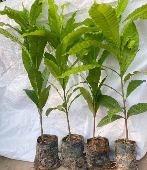 Cây giống vú sữa hoàng kim