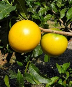 Cây giống vú sữa hoàng kim