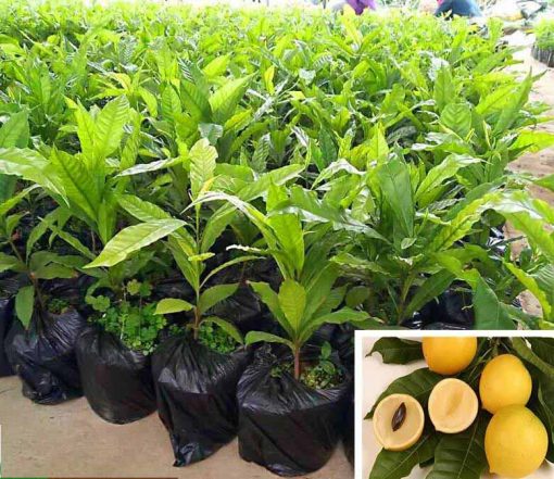Cây giống vú sữa hoàng kim