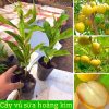 Cây giống vú sữa hoàng kim